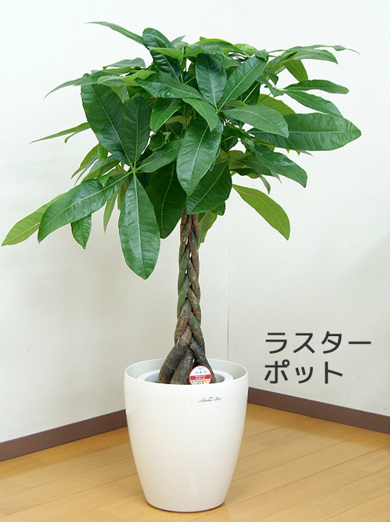 観葉植物 パキラ 7号 プラスチック(鉢カバー付き) 高さ約80〜100cm