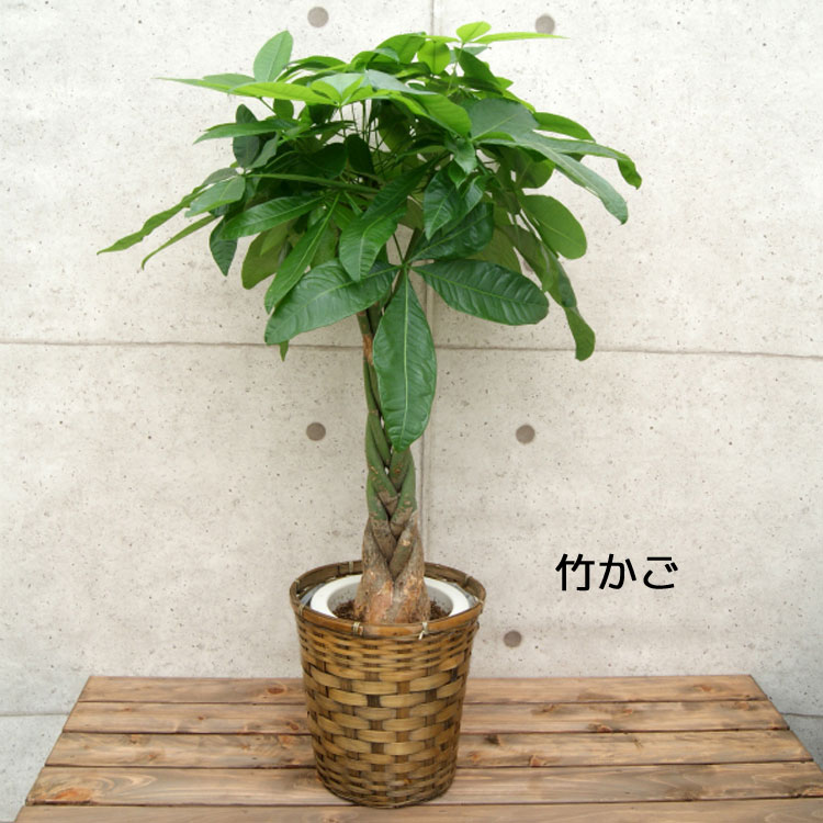 観葉植物 パキラ 7号 プラスチック(鉢カバー付き) 高さ約80〜100cm