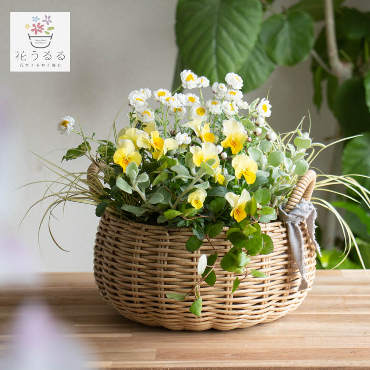 花うるる おまかせ／「季節の寄せ植えinジェミニバスケット ロウ(S