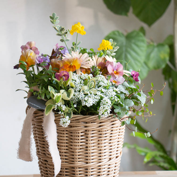 花うるるアレンジ寄せ植え「ジェミニバスケット シリンダ