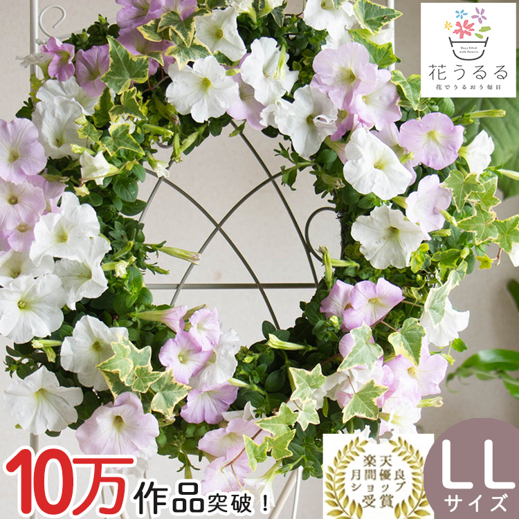 花うるる おまかせ／「季節の寄せ植えinシンプルリースLLサイズ」完成