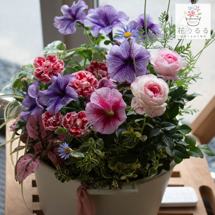 Amazon.co.jp: 母の日 ギフト 遅れてごめんね 花うるる 寄せ植え
