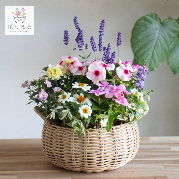 花うるる おまかせ／「季節の寄せ植えinジェミニバスケット ロウ(S