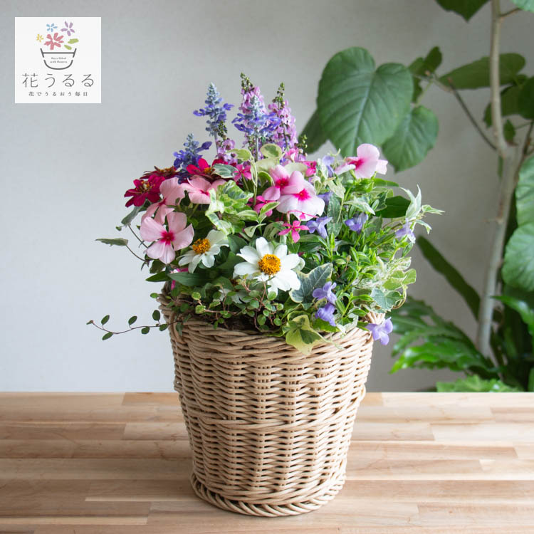 花うるる おまかせ／「季節の寄せ植えinジェミニバスケット シリンダ