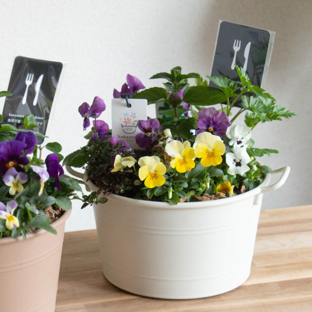 エディブル　ポット型