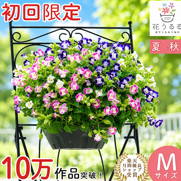 お試し ハンギングバスケット 寄せ植え [トレニア版] Mサイズ | 玄関