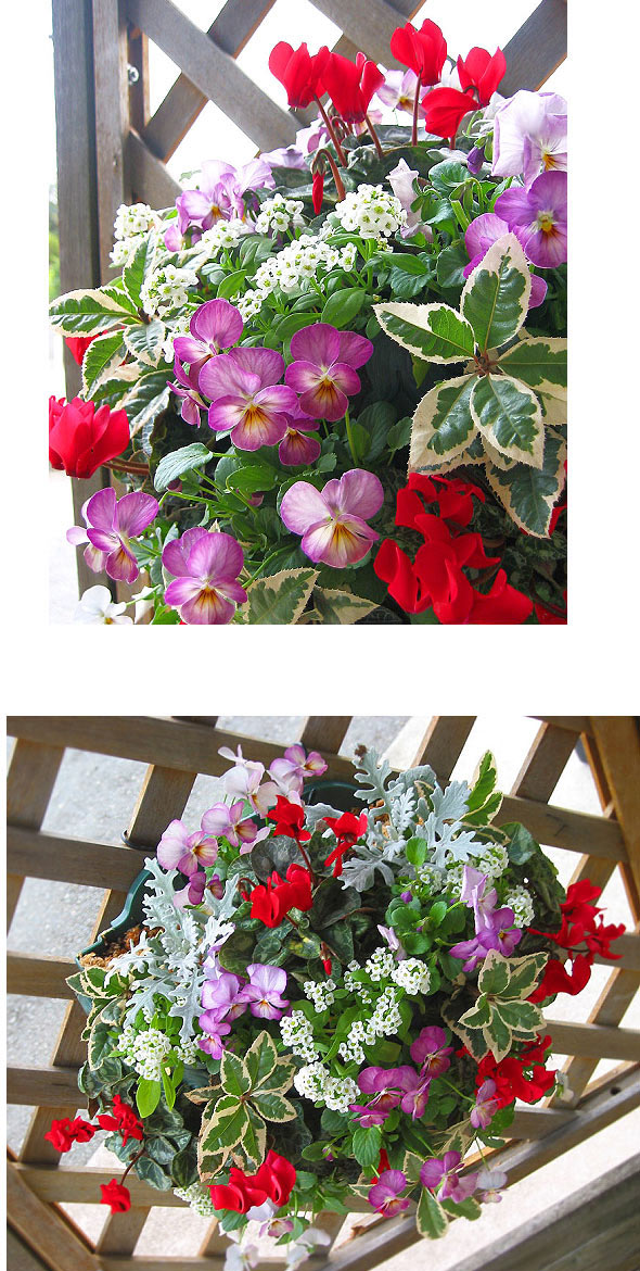 flower [送料無料] [Lサイズ]ガーデンシクラメンのハンギング