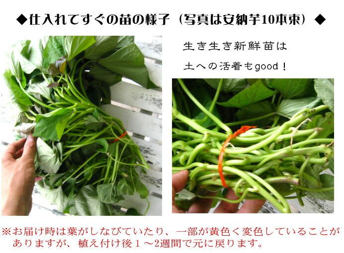 安納芋 仕入れ時
