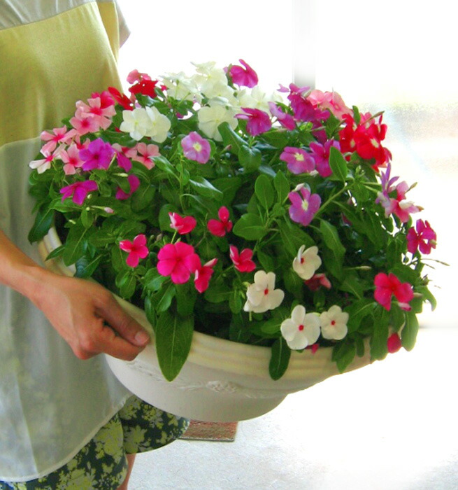 flower 『送料無料』ニチニチソウのメガ盛り寄せ植え『ジュエリーBOX