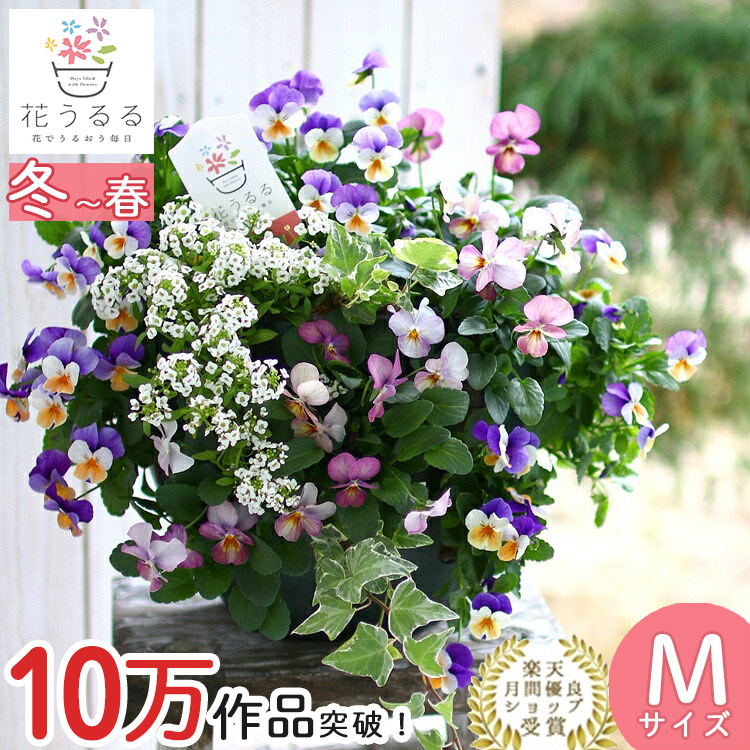 ビオラのハンギングバスケット 花うるる 寄せ植え [ブルーレイン