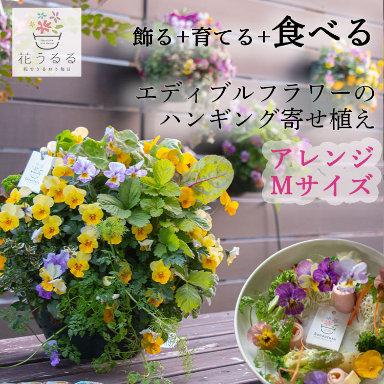 最終売り尽くし／＼食べれる寄せ植え／エディブルフラワー[ビオラと