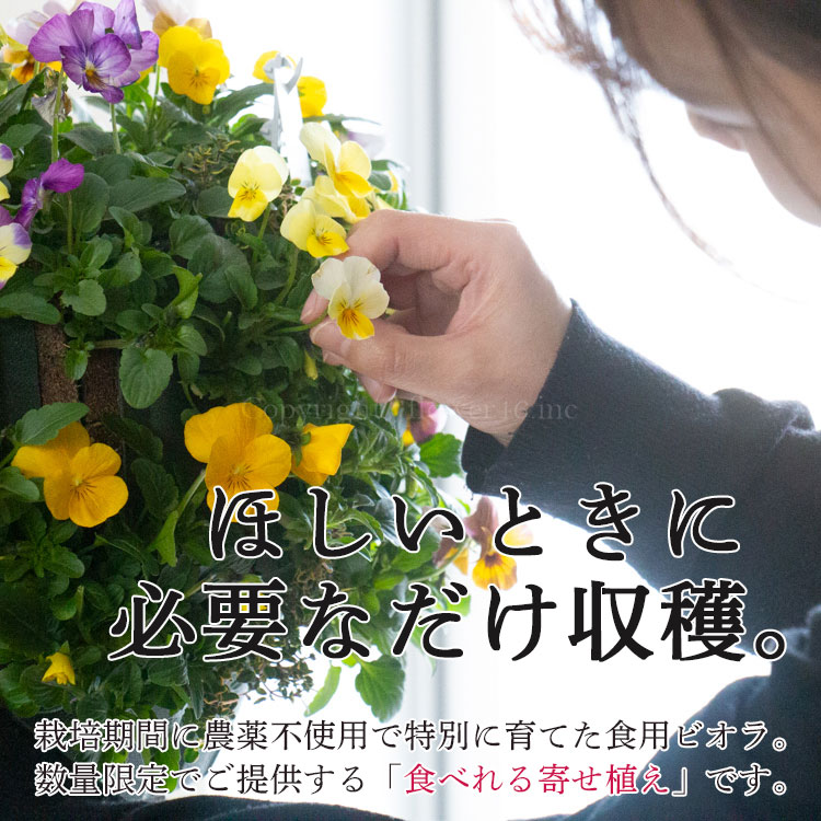 エディブル　ポット型