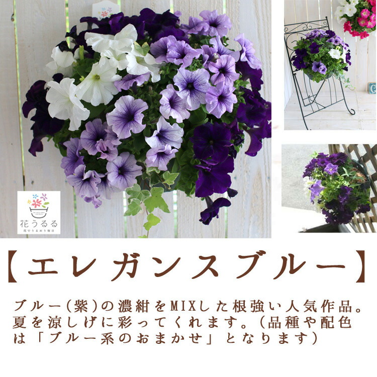 遅れてごめんね 母の日ギフト／母の日 まだ間に合う プレゼント
