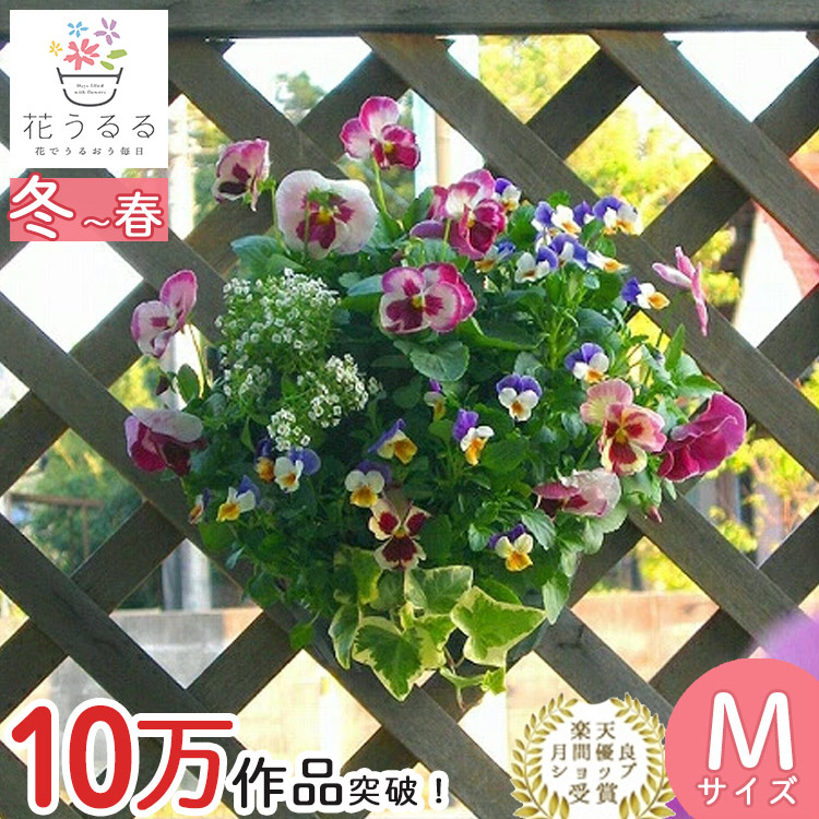 ビオラのハンギングバスケット 花うるる 寄せ植え [ローズリバー