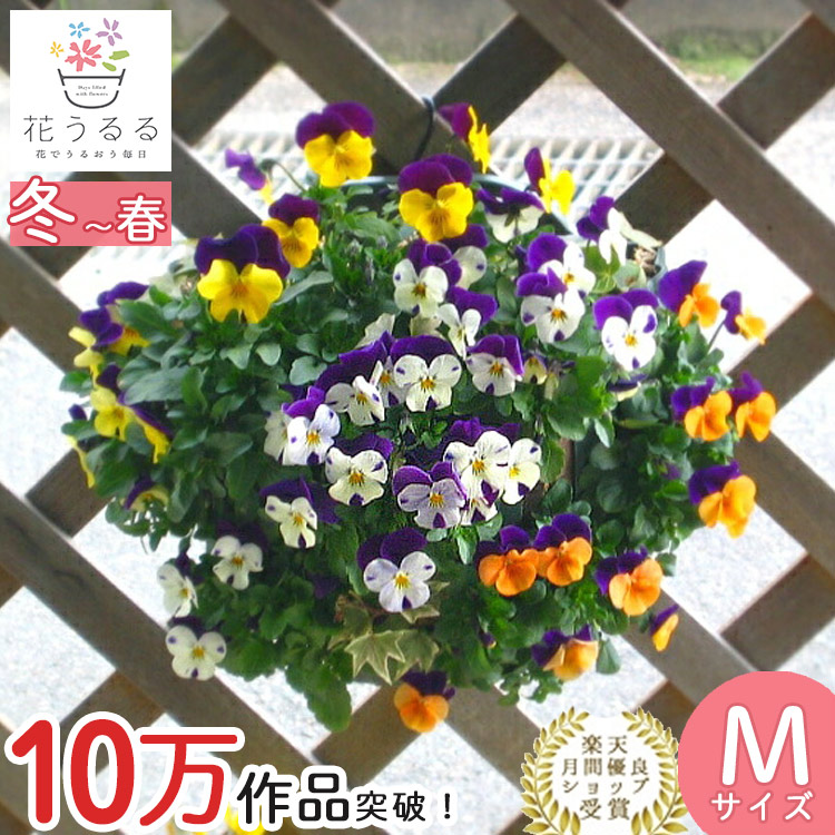 売り尽くし／ビオラのハンギングバスケット 花うるる 寄せ植え [JP-mix