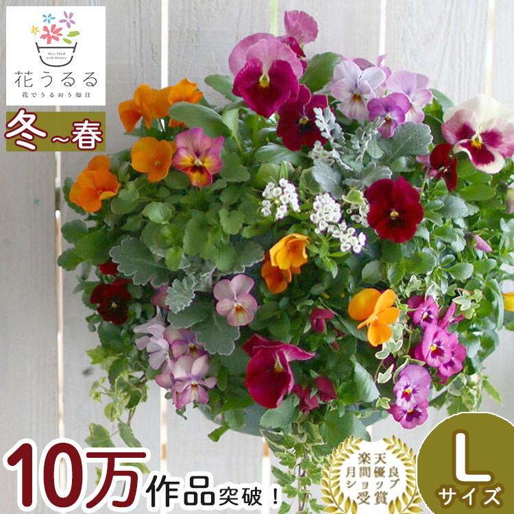 パンジー＆ビオラのハンギングバスケット 花うるる 寄せ植え [カシス