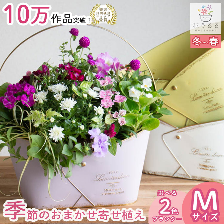 寄せ植え　はるはる様　ご注文品 花うるる おまかせ／「季節の寄せ植えin ブリキ プランター (クリッス