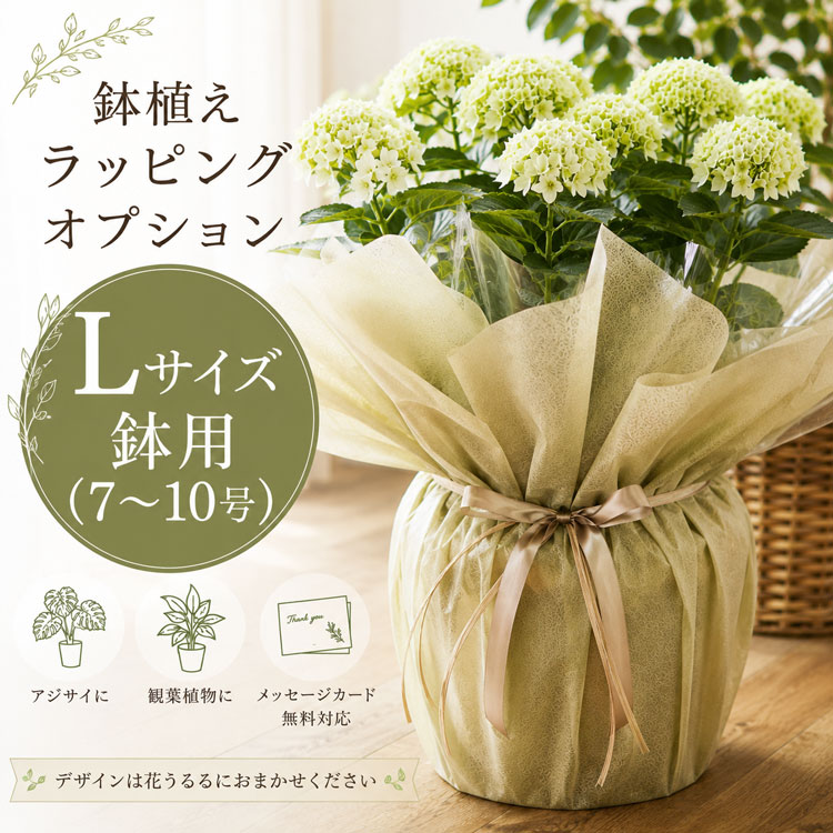 kazu　大株　紫陽花　アジサイ　寿　ミックス　８号　個体差有り レア品種のガクアジサイ [品種：オリオン] 8号鉢 (ハイドランジア