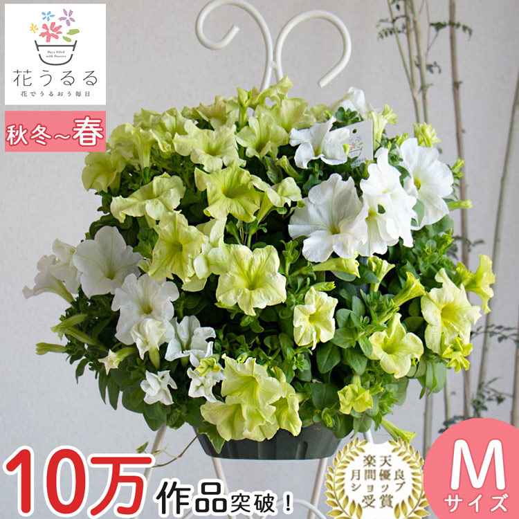 ペチュニアのハンギング 花うるる 寄せ植え [ライム (シンプル](セット