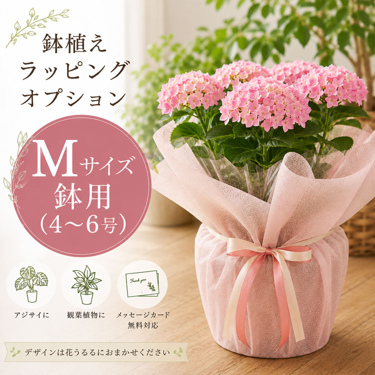 西洋アジサイ「 バニラスカイ」 5号鉢 (ハイドランジア 紫陽花