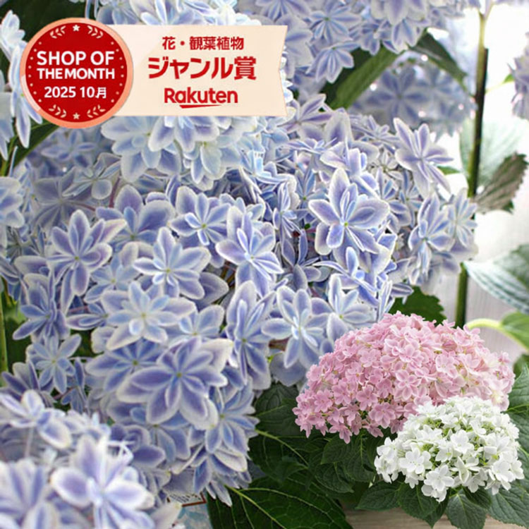 激レア色のパープル入荷今売れてます ＼母の日 遅れてごめんね配送／花