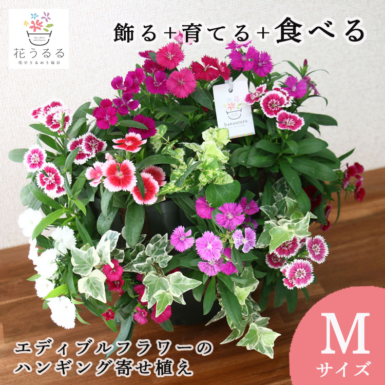 お試し価格／食べれる寄せ植え『エディブルフラワー ナデシコの