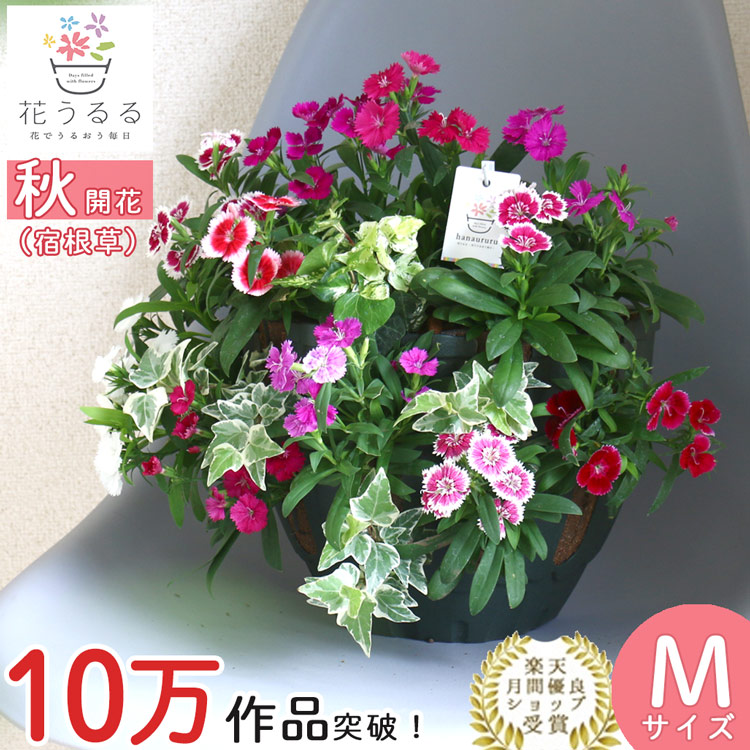 なでしこの ハンギングバスケット 寄せ植え[カラフルMIX] Mサイズ│宿根草 多年草 花うるる フラワーギフト 誕生日 プレゼント 秋 鉢 おしゃれ  玄関先 セット : hb-nadesiko : 花うるる(ハンギング&寄せ植え通販 - 通販 - Yahoo!ショッピング