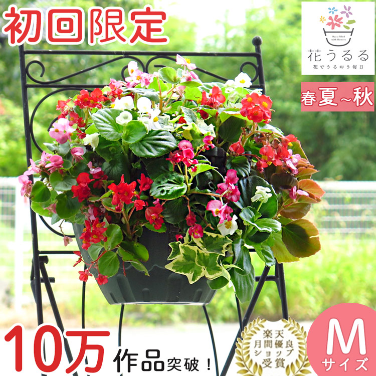 お試し ハンギングバスケット 寄せ植え [ベゴニア版]Mサイズ