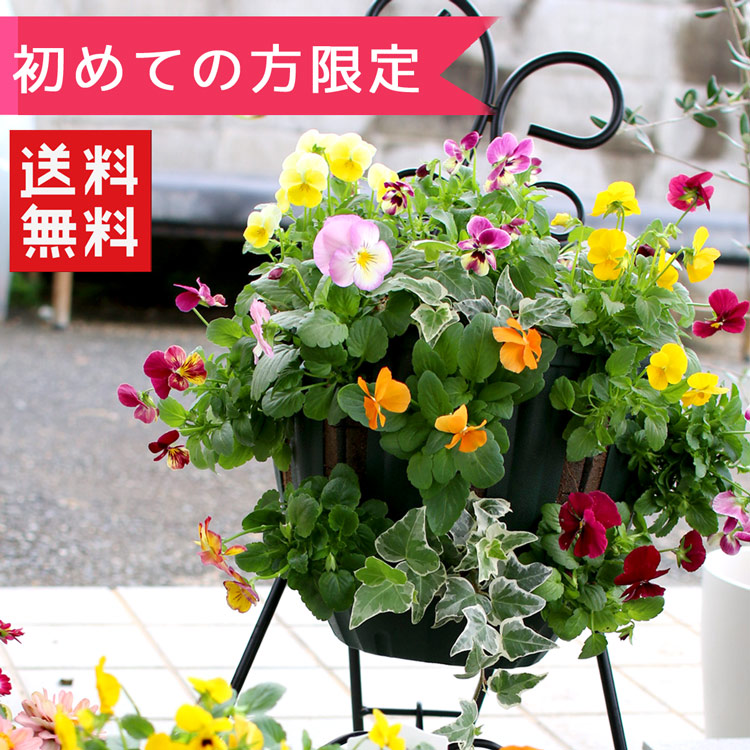寄せ植え お試し ハンギングバスケット 寄せ植え パンジー ビオラ版 Otamesi 花うるる ハンギング 寄せ植え通販 通販 Yahoo ショッピング