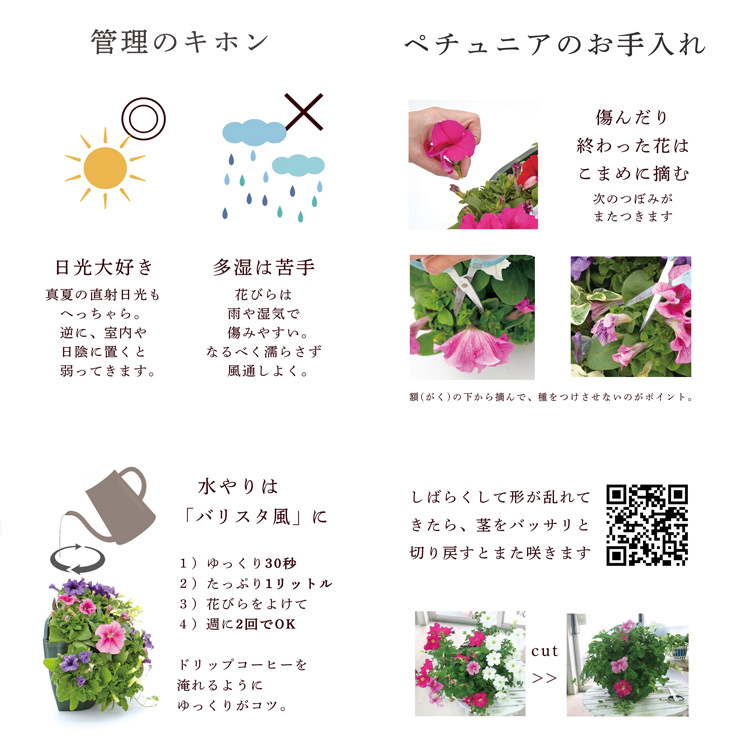 ペチュニアのハンギング 寄せ植え [マゼンタ (シンプル)](セット ギフト 花 鉢 寄植え 鉢植え 壁掛け ハンギングバスケット 春 夏 プレゼント  おしゃれ