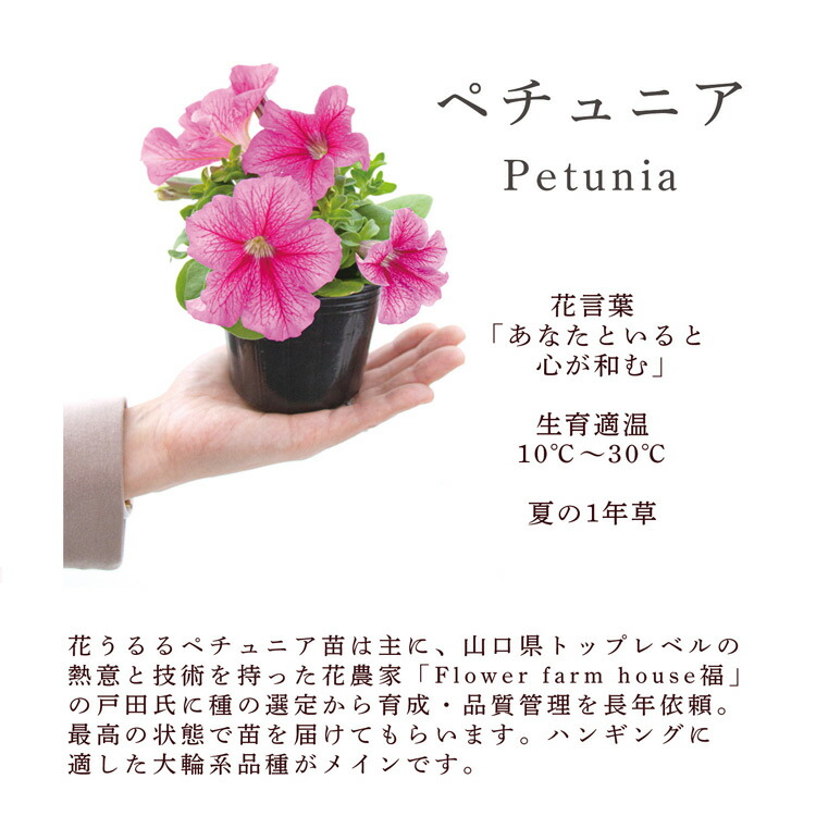 遅れてごめんね 母の日ギフト／母の日 まだ間に合う プレゼント