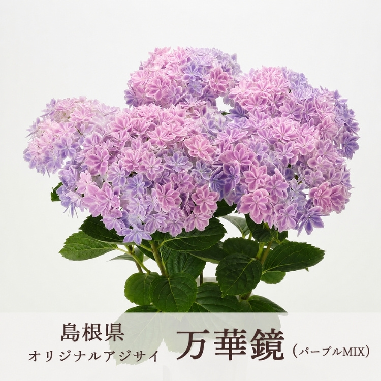 激レア色のパープル入荷今売れてます ＼母の日 遅れてごめんね配送／花