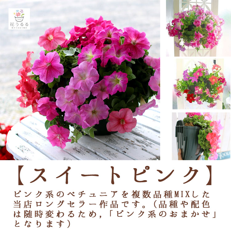 楽天市場】【ブリキ プランター 寄せ植え】花うるる おまかせ