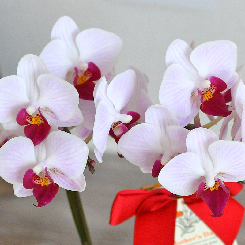 最新人気 セール 遅れてごめんね 母の日 21 プレゼント ギフト 胡蝶蘭 カララ ミニミディ 8本立ち 8 Ev 花 プレゼント ランランマザー 超大特価 Www Technet 21 Org