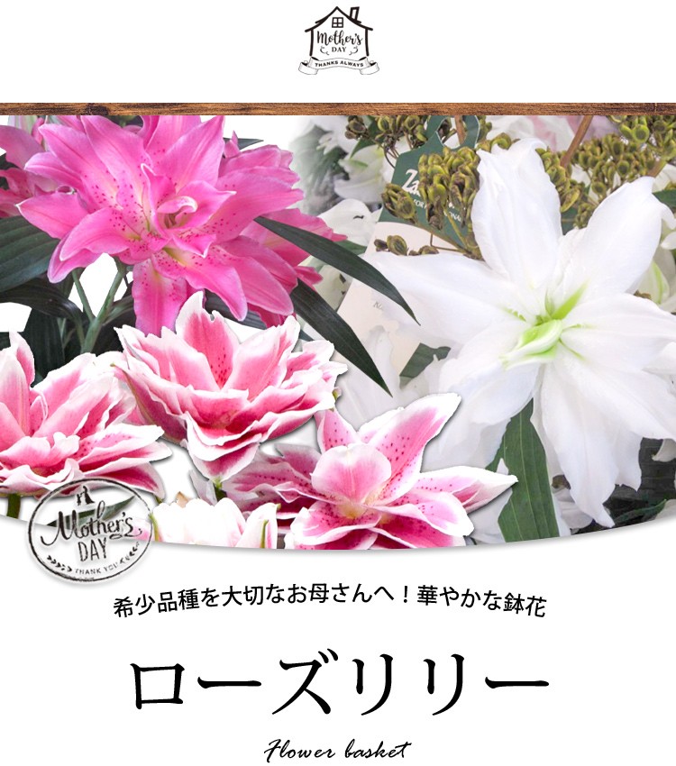 早割 母の日 花 ギフト プレゼント 21 送料無料 母の日限定 希少品種 ローズリリー 鉢植え 八重咲き ユリ 百合 花鉢 鉢花 ガーデンリリー 実母 義母 フラワーマーケット花由 通販 Paypayモール