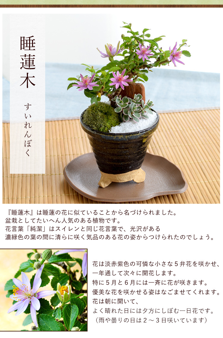 期間限定 選べる創作盆栽 ガジュマル 多幸の木 睡蓮木 くちなしの盆栽 人気上昇中 盆栽 花 植木 プレゼント 植物 ギフト 誕生日 29 7 6 31まで指定可