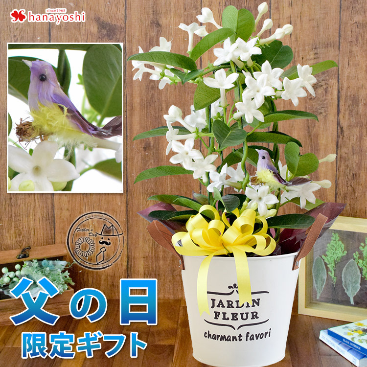 父の日 花 21 プレゼント ギフト 爽やかな香りが楽しめる マダガスカルジャスミン 鉢植え フラワーマーケット花由 通販 Paypayモール