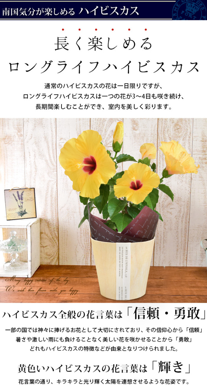 楽天市場 父の日 選べる15通り 大輪ひまわり か アジサイ ハイビスカス ブルーベリー 和菓子巾着 お蕎麦 コットンタオル Heartlandgolfpark Com