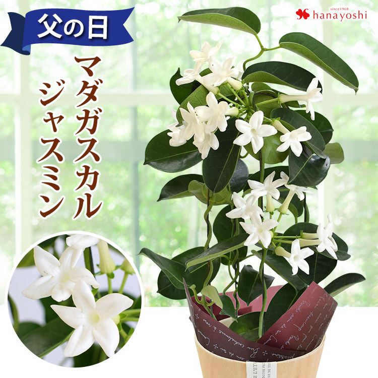 父の日 花 22 プレゼント ギフト 爽やかな香りが楽しめる マダガスカルジャスミン 鉢植え フラワーマーケット花由 通販 Paypayモール 父の日 花 22 プレゼント ギフト 爽やかな香りが楽しめる マダガスカルジャスミン 鉢植え フラワーマーケット花由 通販 Paypayモール