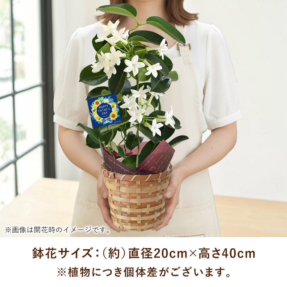 フラワーマーケット花由 まだ間に合う 父の日 花 2026 ギフト 鉢植え