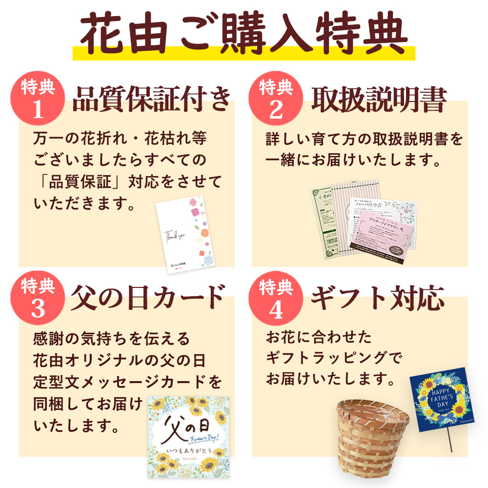 フラワーマーケット花由 遅れてごめんね 父の日 花鉢 花 2026 ギフト