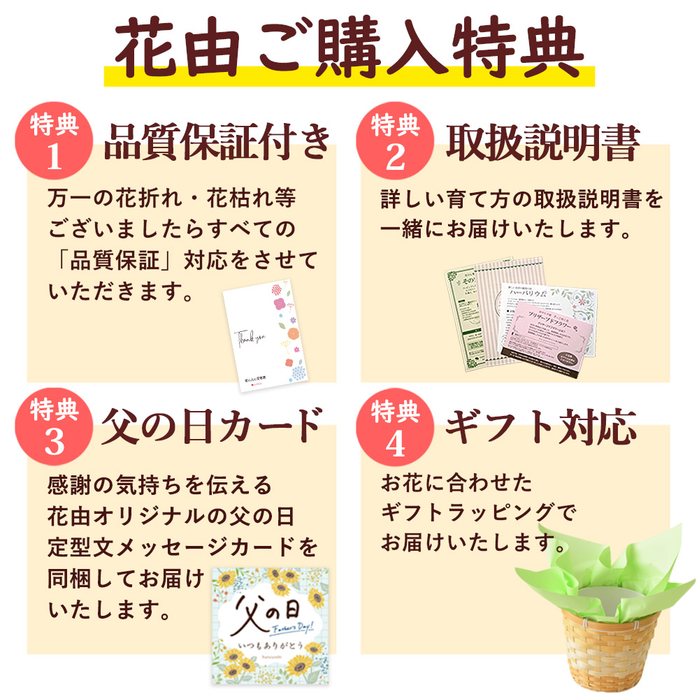 フラワーマーケット花由 遅れてごめんね 父の日 花鉢 花 2026 ギフト