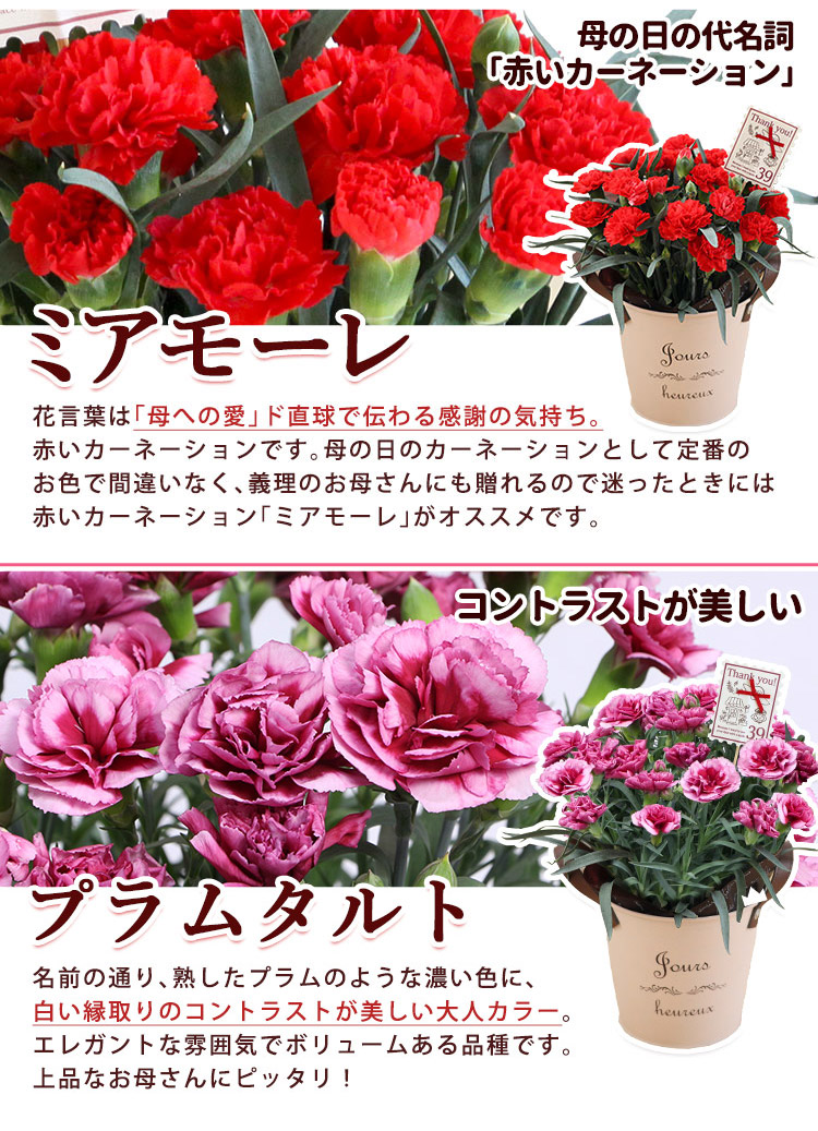 日本代購 Japanchill 日本代購轉運 空運船運 全球配送 母の日 22 花 プレゼント ギフト カーネーション プリザーブドフラワー 組合せ39通り 13種類から選べるお花と3種類から選べる 花とスイーツ セット