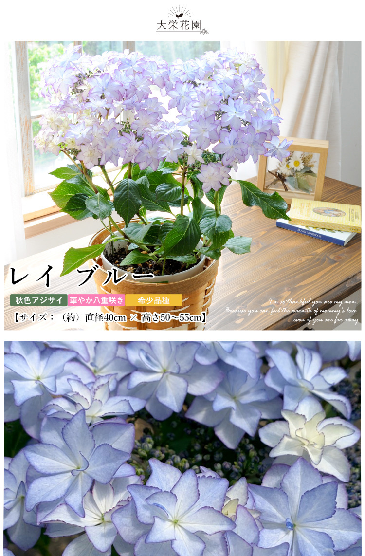 早割 母の日 22 希少品種 大栄花園さんの あじさい ５号 Inバスケット 鉢植え 花 プレゼント ギフト アジサイ 紫陽花 鉢 鉢花 花鉢 フラワーマーケット花由 通販 Paypayモール