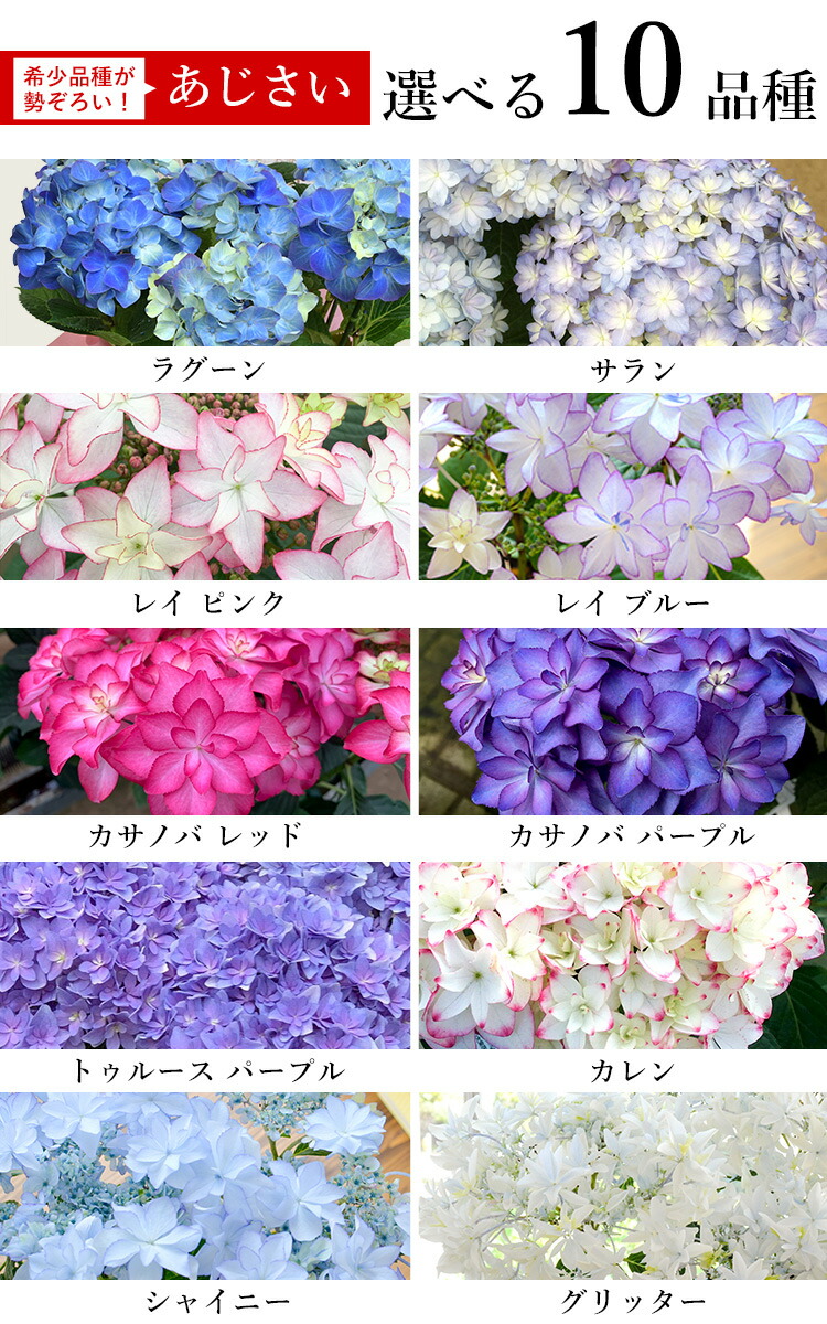 母の日 22 希少品種 大栄花園さんの あじさい 5号 Inバスケット 鉢植え 花 プレゼント ギフト アジサイ 紫陽花 鉢 鉢花 花鉢 Mo61 フラワーマーケット花由 通販 Yahoo ショッピング 母の日 22 希少品種 大栄花園さんの あじさい 5号 Inバスケット 鉢植え 花 プレゼント ギフト アジサイ 紫陽花 鉢 鉢花 花鉢 Mo61 フラワーマーケット花由 通販 Yahoo ショッピング