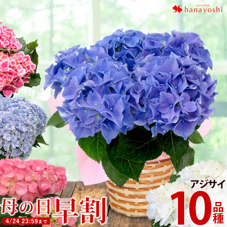 超歓迎 アジサイ お得4種セット 5号鉢 植物 観葉植物