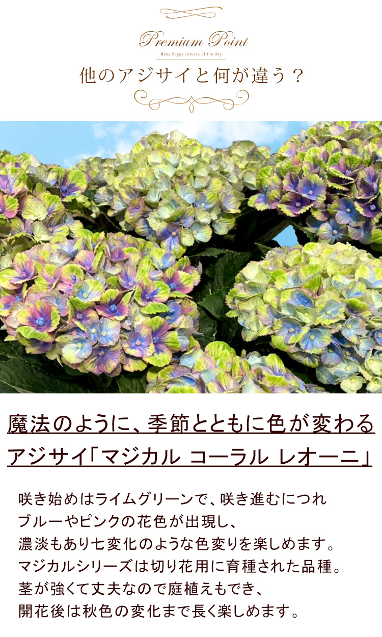 poorさま専用 紫陽花 | www.tspea.org