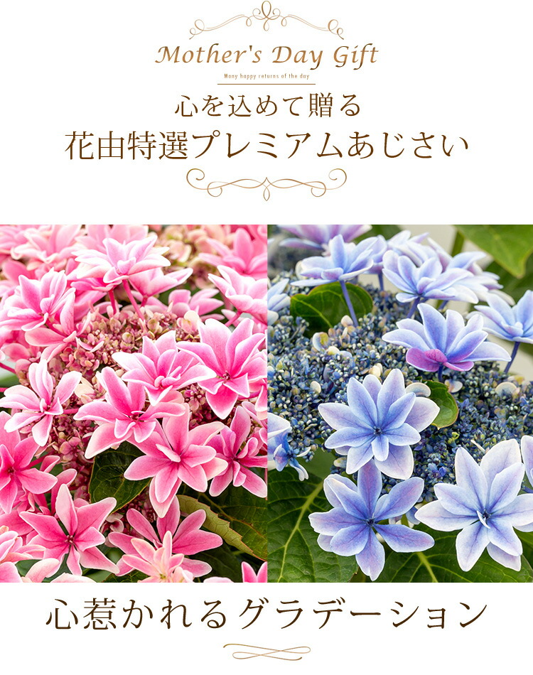 母の日 2022 鉢植え プレゼント ギフト 花由特選 プレミアムアジサイ 月虹 花鉢 鉢花 ピンク 【レビューで送料無料】 ブルー あじさい げっこう 紫陽花 母の日 2022 鉢植え プレゼント ギフト 花由特選 プレミアムアジサイ 月虹 花鉢 鉢花 ピンク 【レビューで送料無料】 ブルー あじさい げっこう 紫陽花
