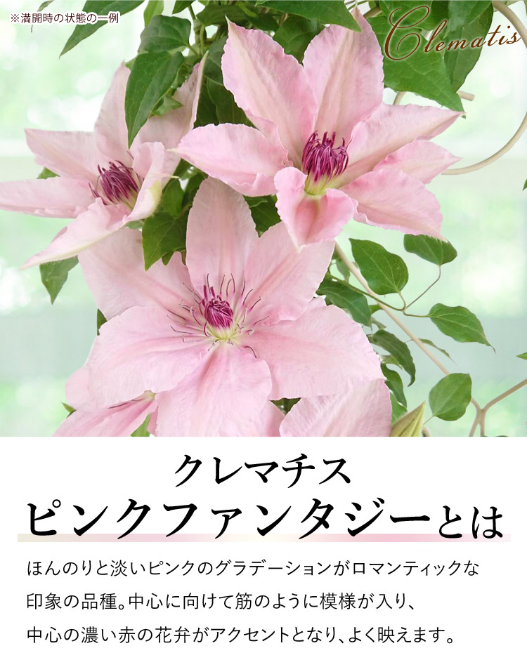 早割 母の日 22 花 鉢植え クレマチス ピンクファンタジー フェンス仕立て プレゼント ギフト 花鉢 鉢花 フラワーマーケット花由 通販 Paypayモール