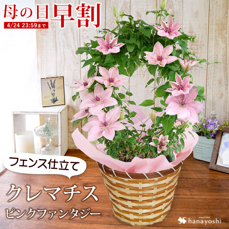 早割 母の日 22 花 鉢植え クレマチス ピンクファンタジー フェンス仕立て プレゼント ギフト 花鉢 鉢花 フラワーマーケット花由 通販 Paypayモール